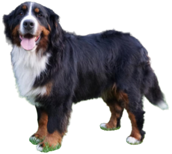 Berner Sennenhund